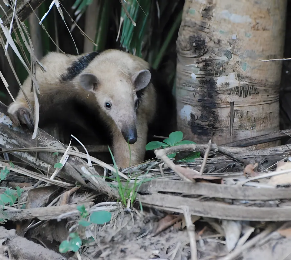 Oso hormiguero gigante buscando alimento