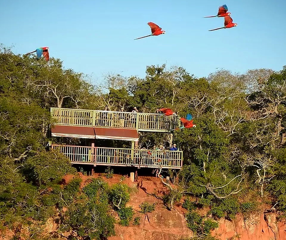 Macaws flying past the viewing deck at Buraco das Araras