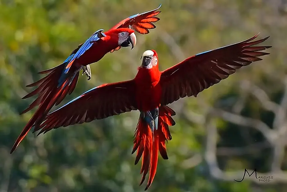Two red-and-green macaws in flight