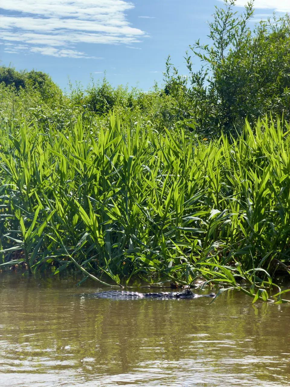 Kaiman im Wasser zwischen dem Schilf