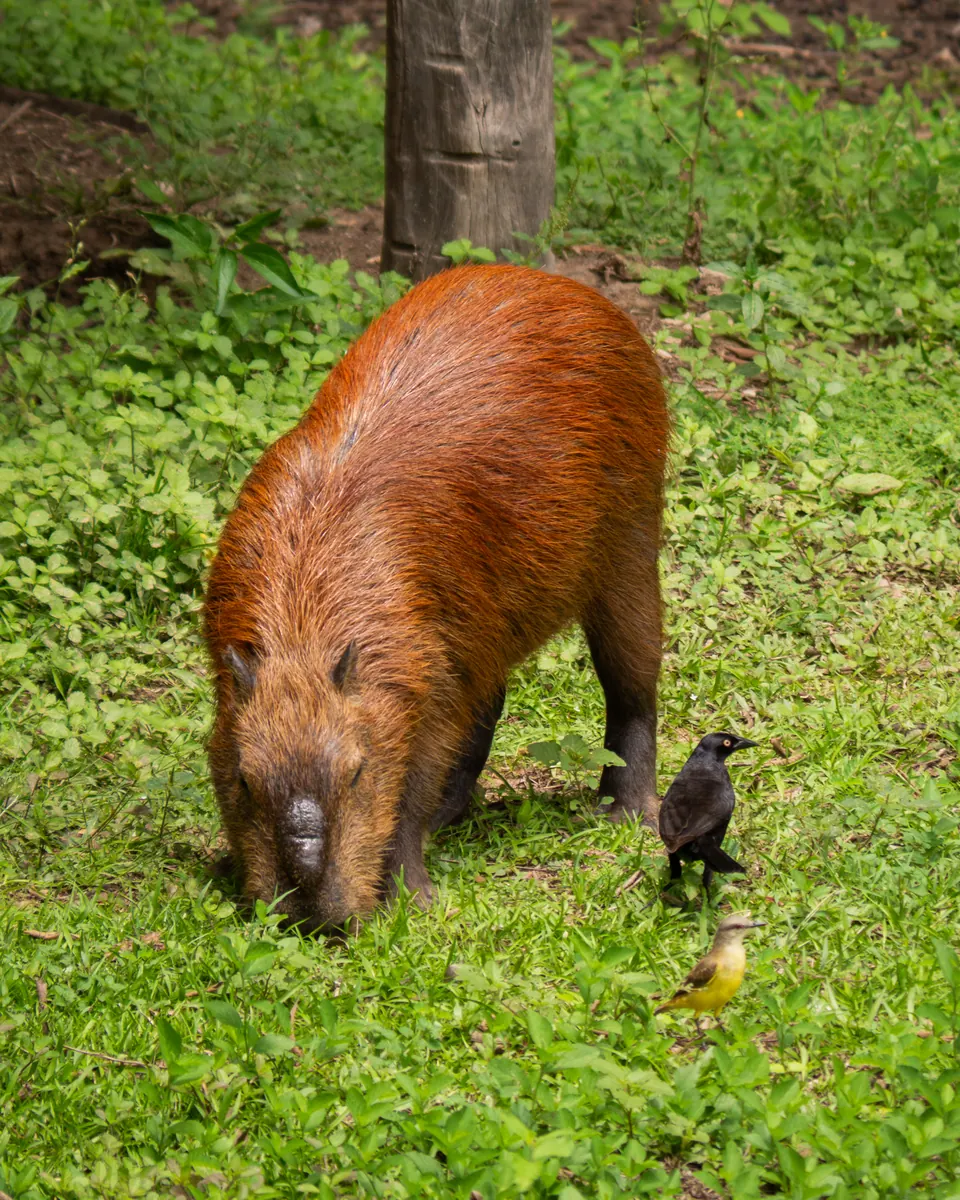 Grasendes Capybara
