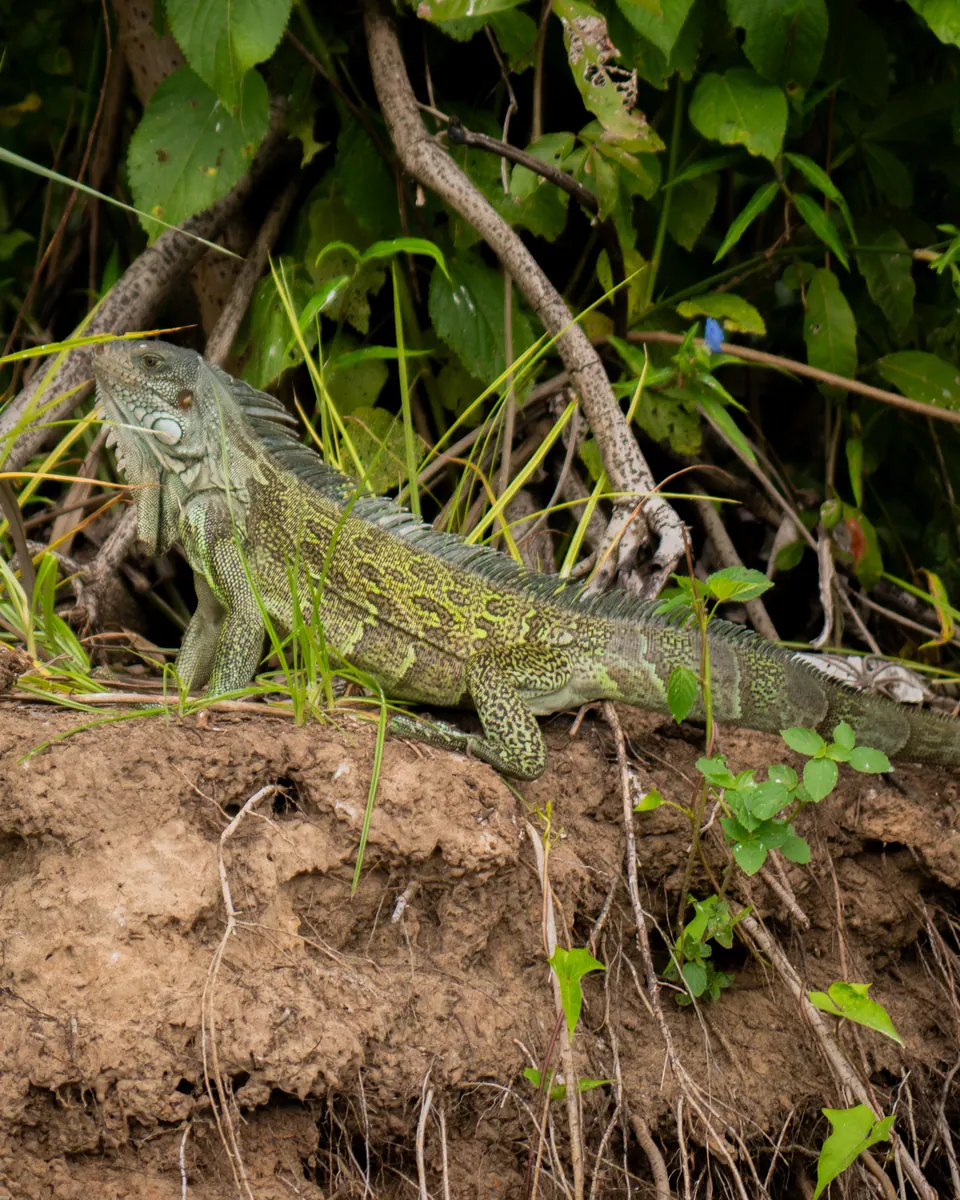 Iguane vert