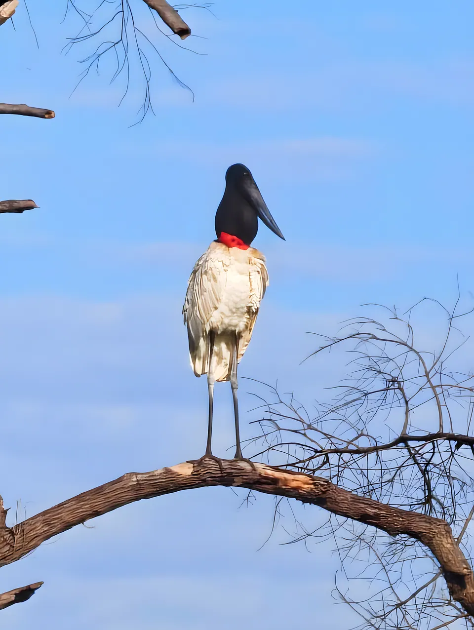 Jabiru-Storch auf einem Ast