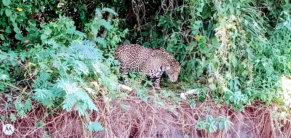 Jaguar bewegt sich durch die Vegetation