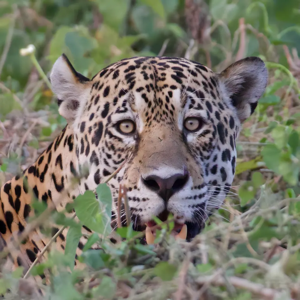 Jaguar