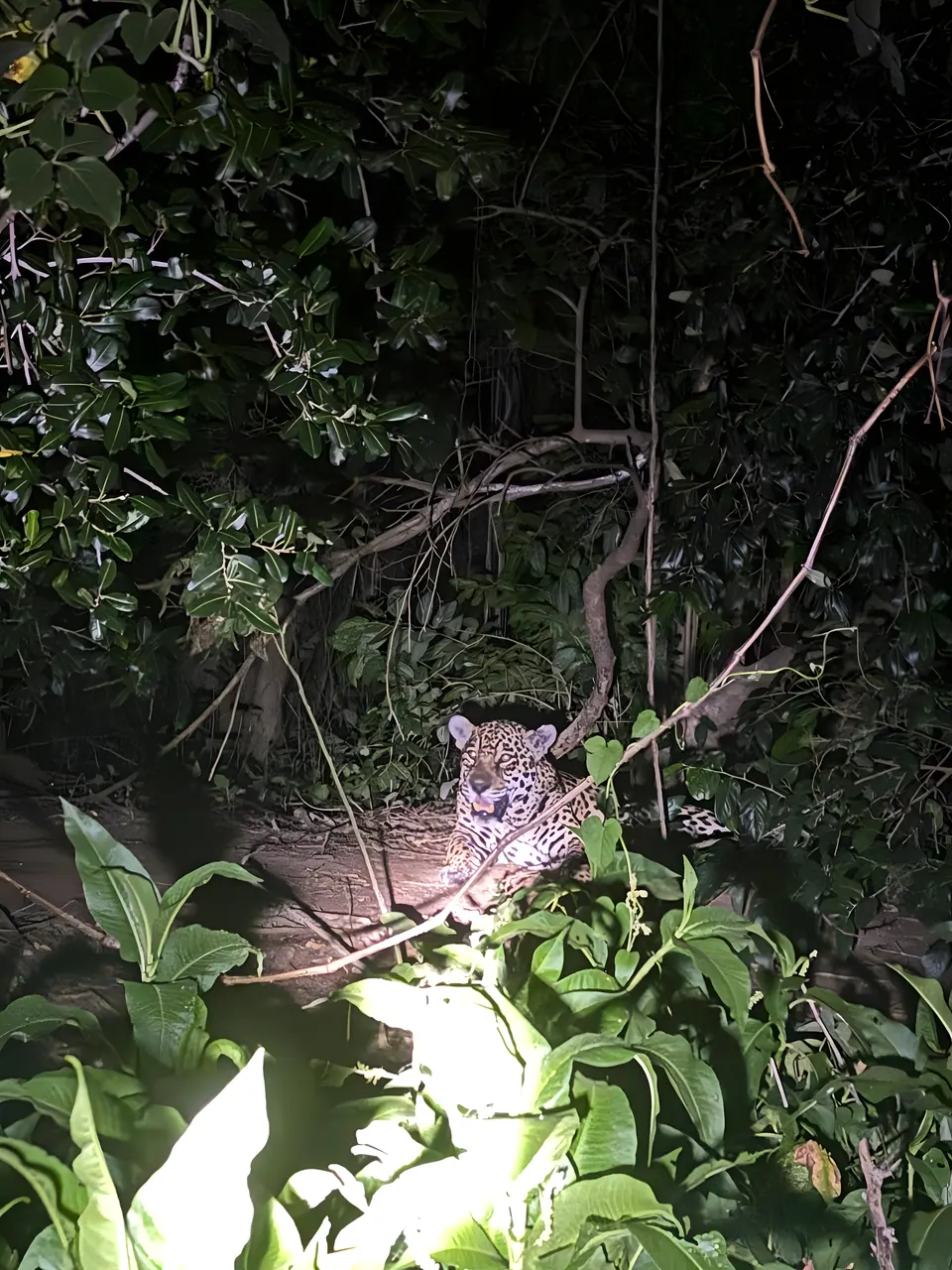 Jaguar bei einer Nachtsafari entdeckt