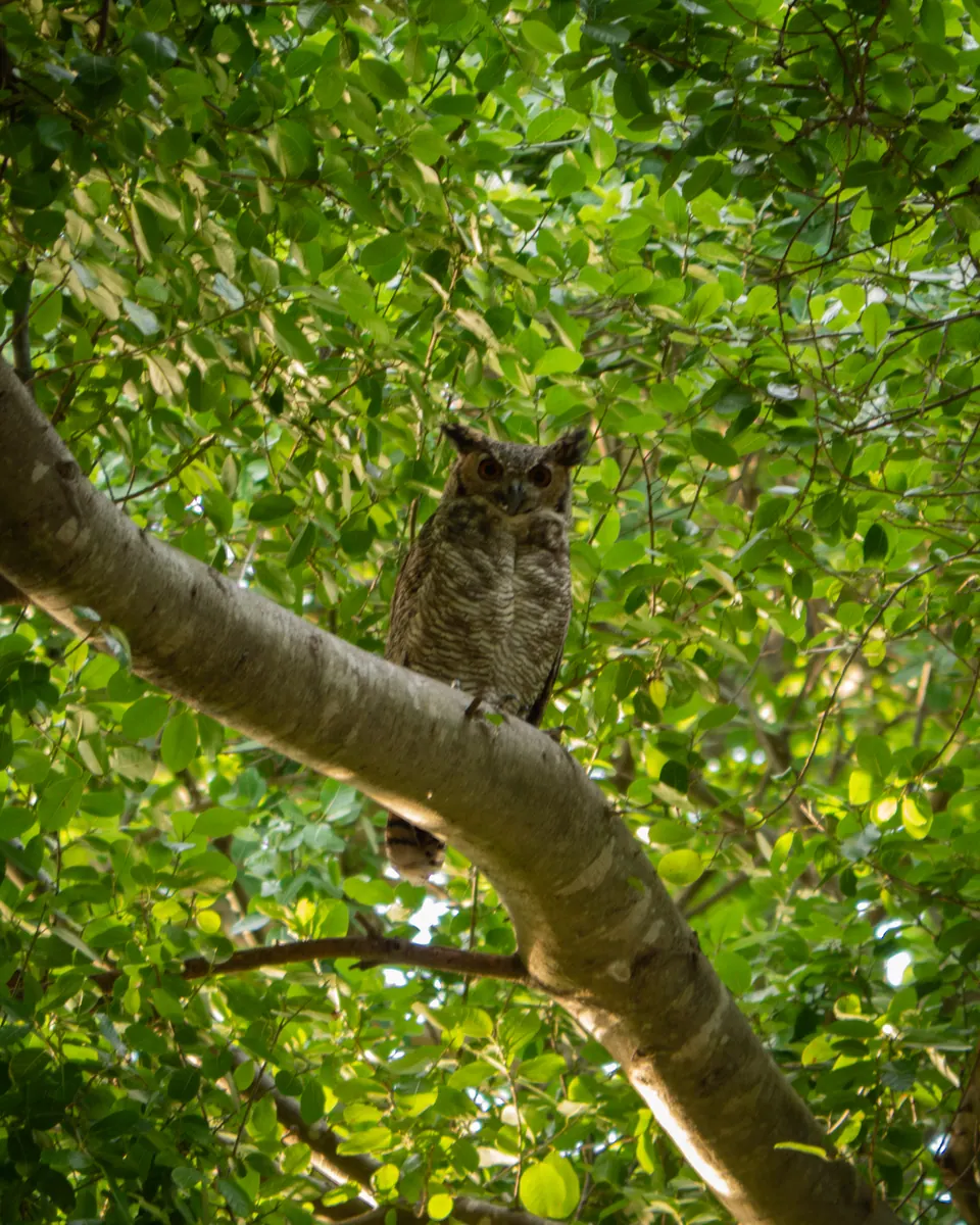 Búho en un árbol