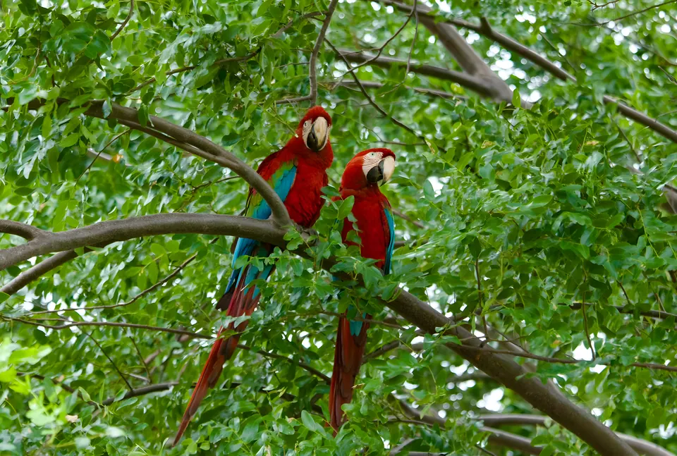 Pareja de guacamayos rojos
