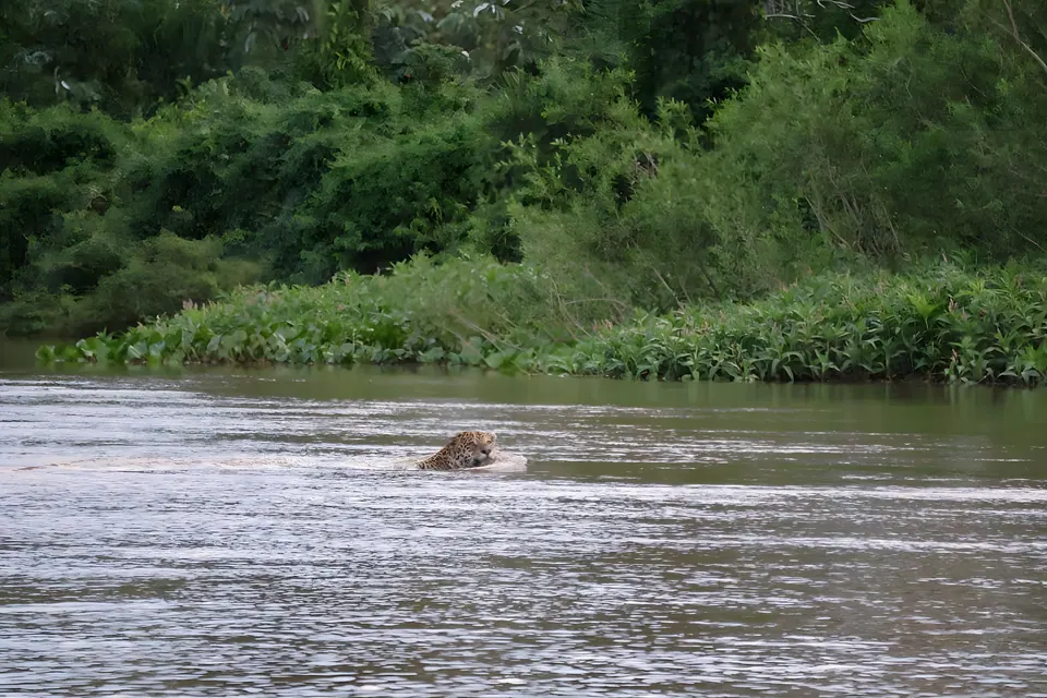 Jaguar durchquert den Fluss
