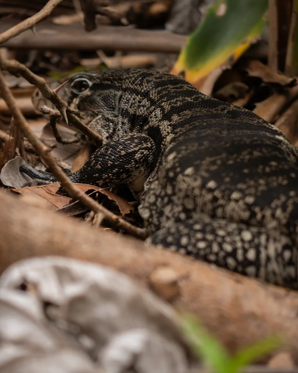 Lagarto overo entre las hojas